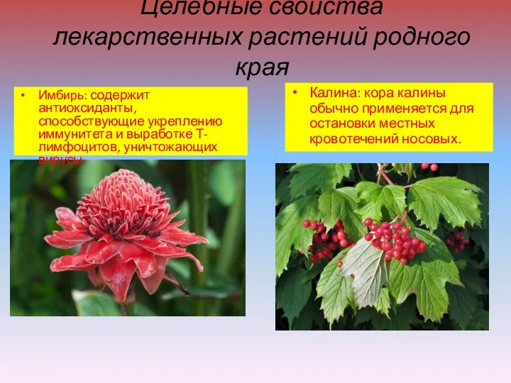 Целебные свойства лекарственных растений родного края Имбирь: содержит антиоксиданты, способствующие укреплению
