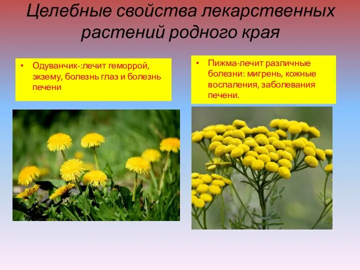 Целебные свойства лекарственных растений родного края Одуванчик-:лечит геморрой, экзему, болезнь глаз