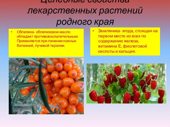 Целебные свойства лекарственных растений родного края Облепиха- облепиховое масло обладает противовоспалительным.