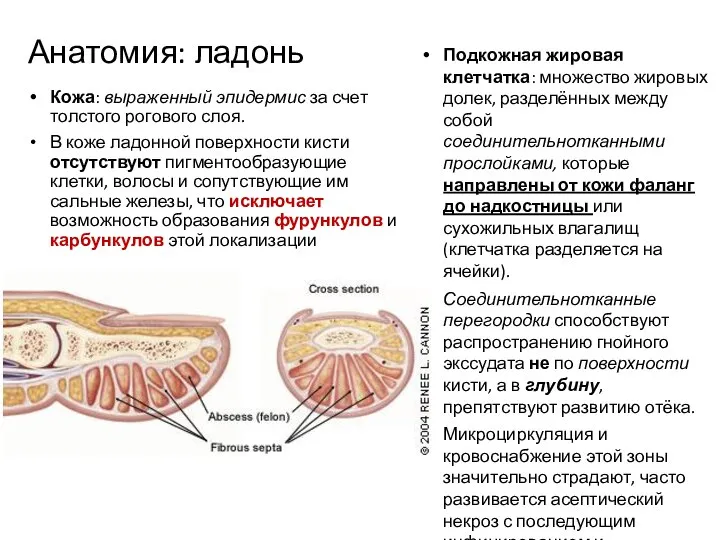 Анатомия: ладонь Кожа: выраженный эпидермис за счет толстого рогового слоя. В