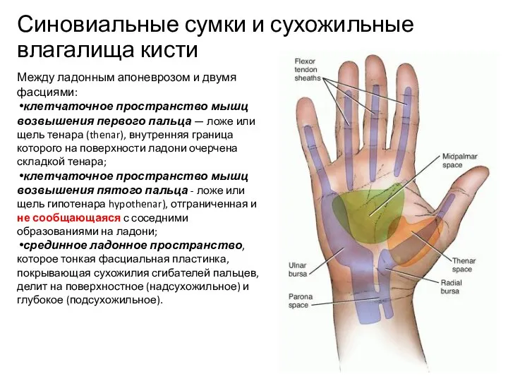 Синовиальные сумки и сухожильные влагалища кисти Между ладонным апоневрозом и двумя