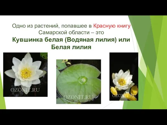 Одно из растений, попавшее в Красную книгу Самарской области – это