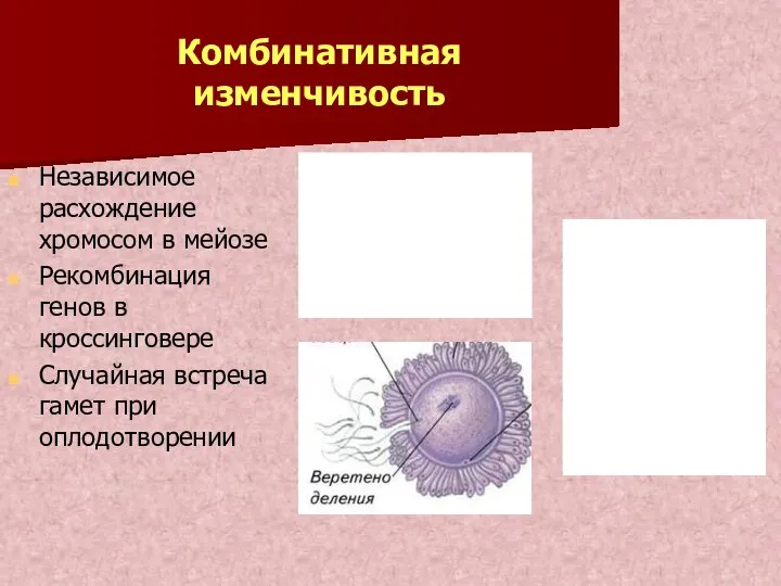 Комбинативная изменчивость Независимое расхождение хромосом в мейозе Рекомбинация генов в кроссинговере Случайная встреча гамет при оплодотворении