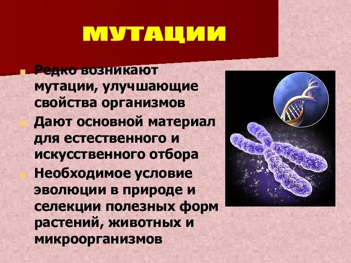 Редко возникают мутации, улучшающие свойства организмов Дают основной материал для естественного