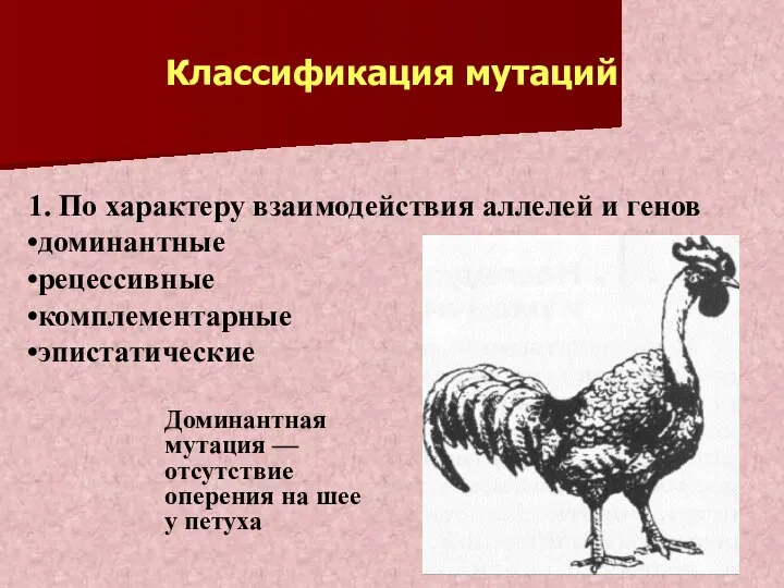 Классификация мутаций Доминантная мутация — отсутствие оперения на шее у петуха