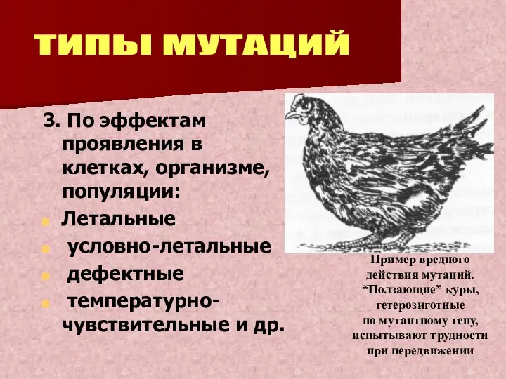 3. По эффектам проявления в клетках, организме, популяции: Летальные условно-летальные дефектные