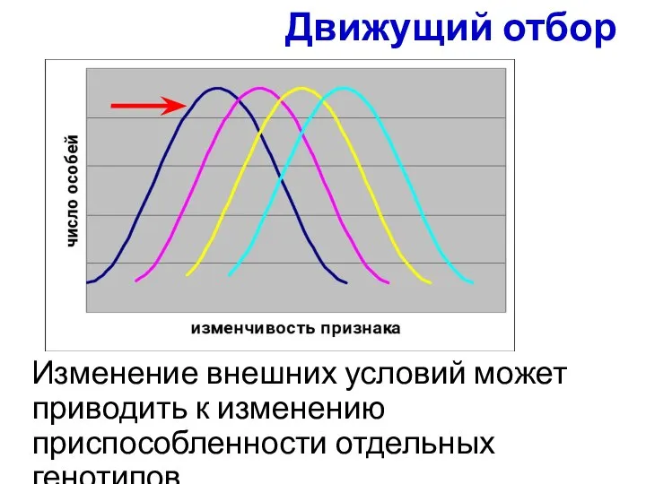 Изменение внешних условий может приводить к изменению приспособленности отдельных генотипов. Движущий отбор