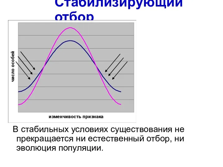 Стабилизирующий отбор В стабильных условиях существования не прекращается ни естественный отбор, ни эволюция популяции.