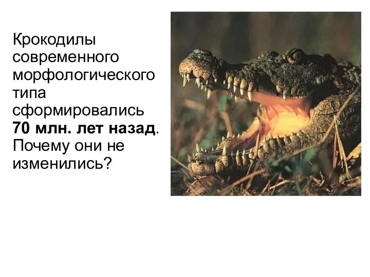 Крокодилы современного морфологического типа сформировались 70 млн. лет назад. Почему они не изменились? Нильский крокодил