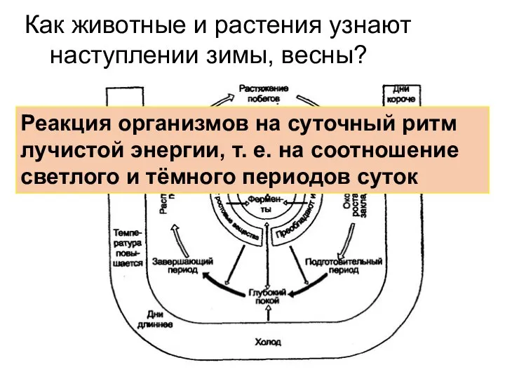 Фотопериодизм Как животные и растения узнают наступлении зимы, весны? Реакция организмов