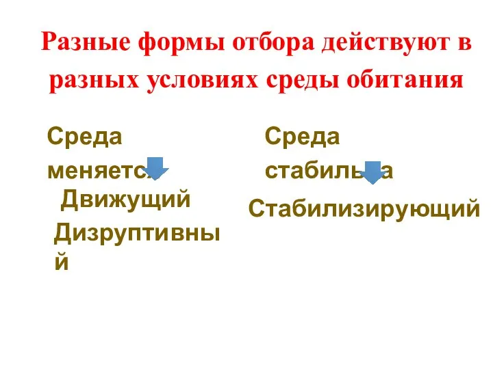 Разные формы отбора действуют в разных условиях среды обитания Дизруптивный Стабилизирующий Среда меняется Среда стабильна Движущий