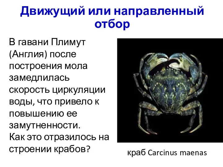 Движущий или направленный отбор краб Carcinus maenas В гавани Плимут (Англия)