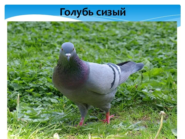 Голубь сизый