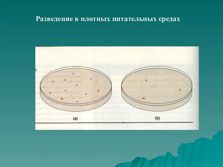 Разведение в плотных питательных средах