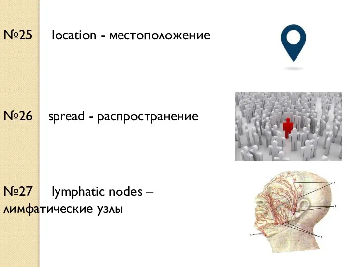 №25 location - местоположение №26 spread - распространение №27 lymphatic nodes – лимфатические узлы