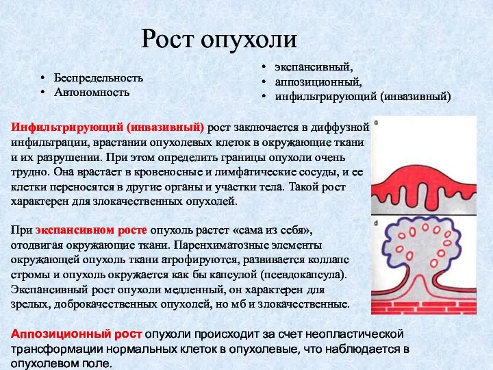 Рост опухоли Беспредельность Автономность экспансивный, аппозиционный, инфильтрирующий (инвазивный) При экспансивном росте