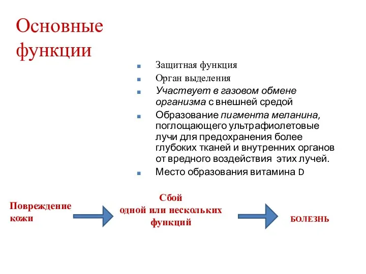 Основные функции Защитная функция Орган выделения Участвует в газовом обмене организма