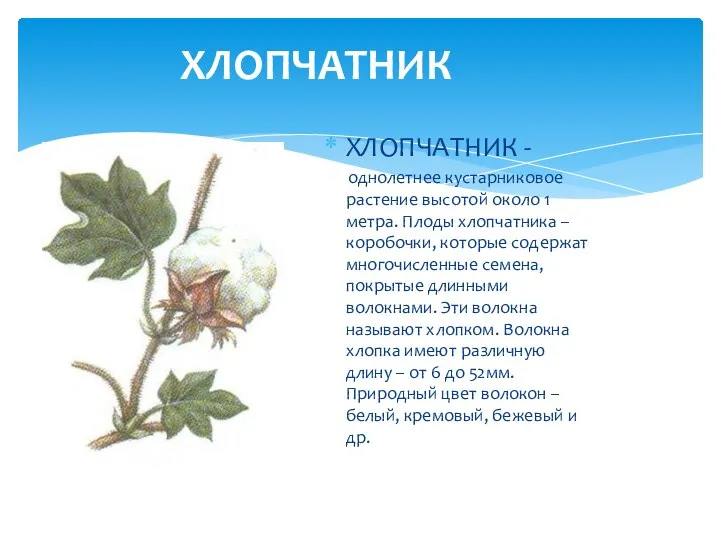ХЛОПЧАТНИК ХЛОПЧАТНИК - однолетнее кустарниковое растение высотой около 1 метра. Плоды