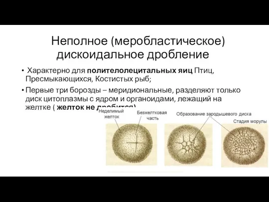 Неполное (меробластическое) дискоидальное дробление Характерно для полителолецитальных яиц Птиц, Пресмыкающихся, Костистых