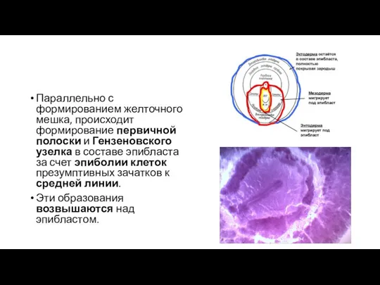 Параллельно с формированием желточного мешка, происходит формирование первичной полоски и Гензеновского
