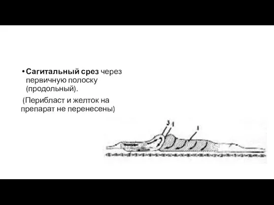 Сагитальный срез через первичную полоску (продольный). (Перибласт и желток на препарат не перенесены)