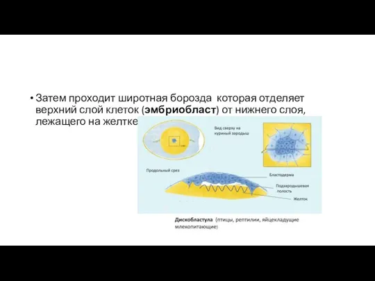 Затем проходит широтная борозда которая отделяет верхний слой клеток (эмбриобласт) от