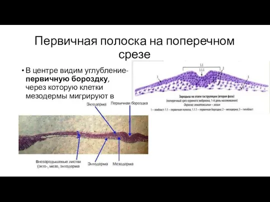 Первичная полоска на поперечном срезе В центре видим углубление- первичную бороздку,