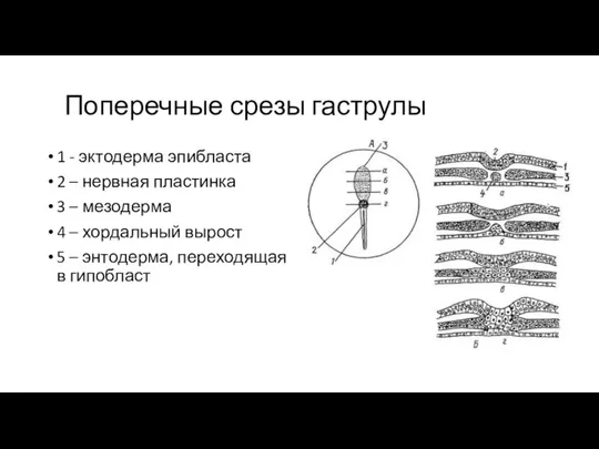 Поперечные срезы гаструлы 1 - эктодерма эпибласта 2 – нервная пластинка