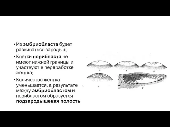 Из эмбриобласта будет развиваться зародыш; Клетки перибласта не имеют нижней границы