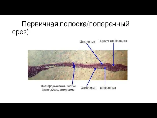 Первичная полоска(поперечный срез)