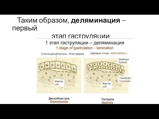 Таким образом, деляминация – первый этап гаструляции