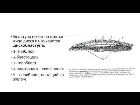 Бластула лежит на желтке в виде диска и называется дискобластула. 1-