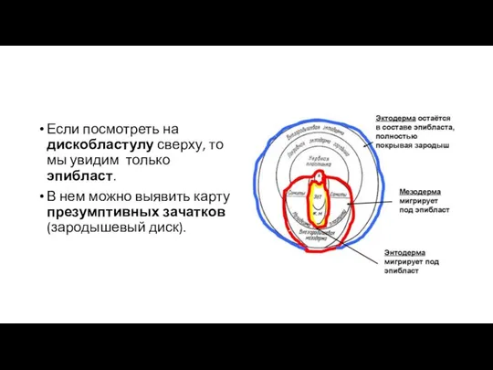 Если посмотреть на дискобластулу сверху, то мы увидим только эпибласт. В