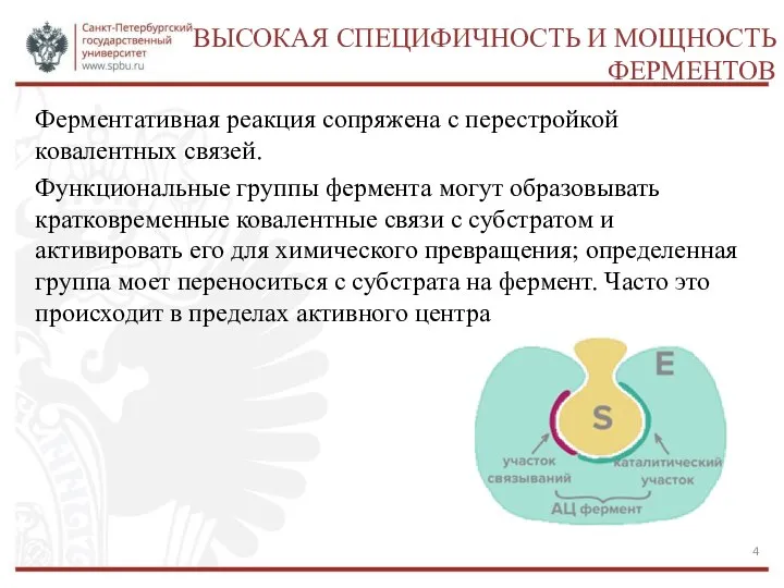 ВЫСОКАЯ СПЕЦИФИЧНОСТЬ И МОЩНОСТЬ ФЕРМЕНТОВ Ферментативная реакция сопряжена с перестройкой ковалентных