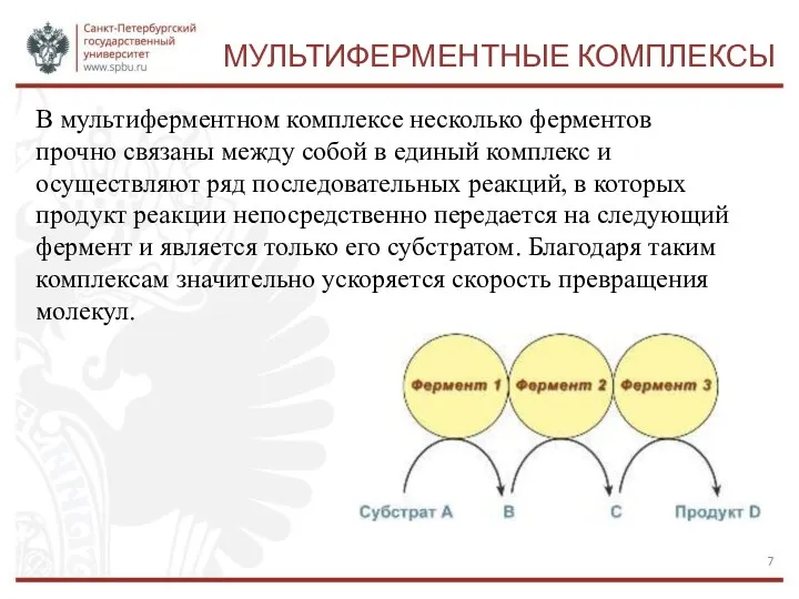 МУЛЬТИФЕРМЕНТНЫЕ КОМПЛЕКСЫ В мультиферментном комплексе несколько ферментов прочно связаны между собой