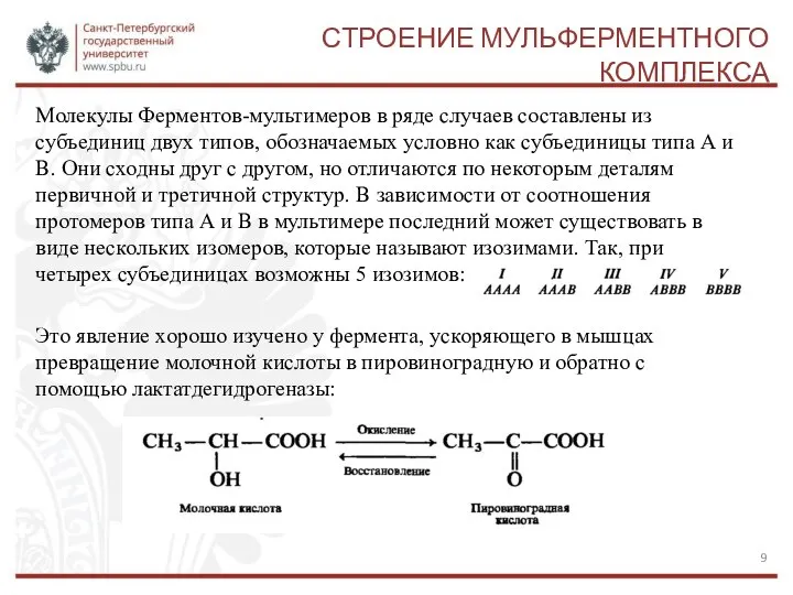 СТРОЕНИЕ МУЛЬФЕРМЕНТНОГО КОМПЛЕКСА Молекулы Ферментов-мультимеров в ряде случаев составлены из субъединиц