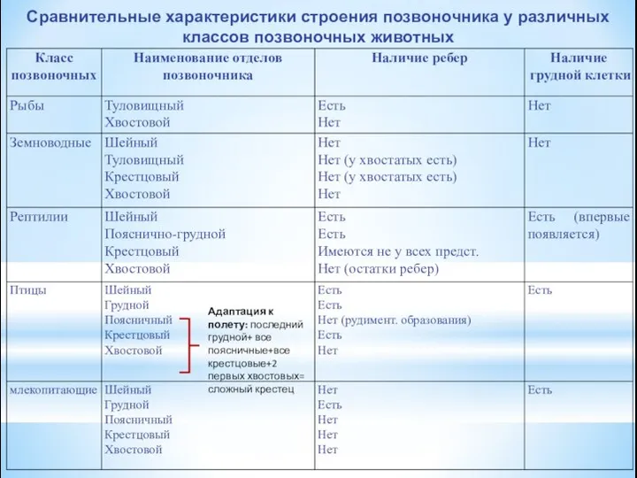 Сравнительные характеристики строения позвоночника у различных классов позвоночных животных Адаптация к