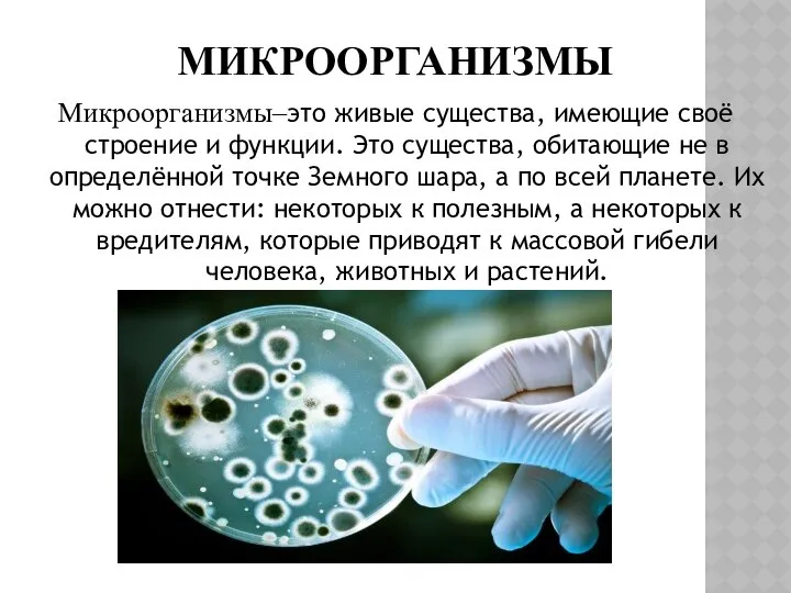 МИКРООРГАНИЗМЫ Микроорганизмы–это живые существа, имеющие своё строение и функции. Это существа,