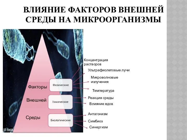 ВЛИЯНИЕ ФАКТОРОВ ВНЕШНЕЙ СРЕДЫ НА МИКРООРГАНИЗМЫ Факторы Внешней Среды Ультрафиолетовые лучи