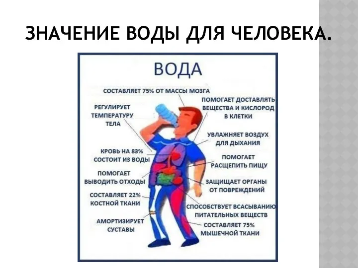 ЗНАЧЕНИЕ ВОДЫ ДЛЯ ЧЕЛОВЕКА.