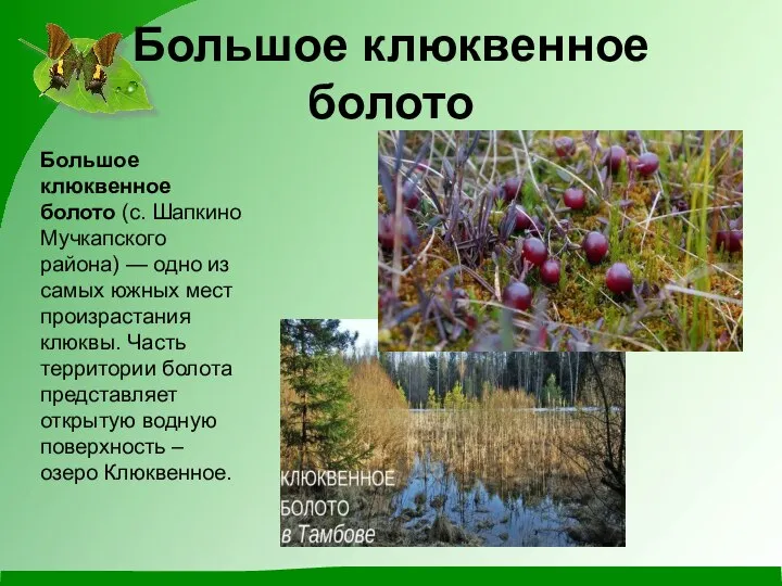 Большое клюквенное болото Большое клюквенное болото (с. Шапкино Мучкапского района) —