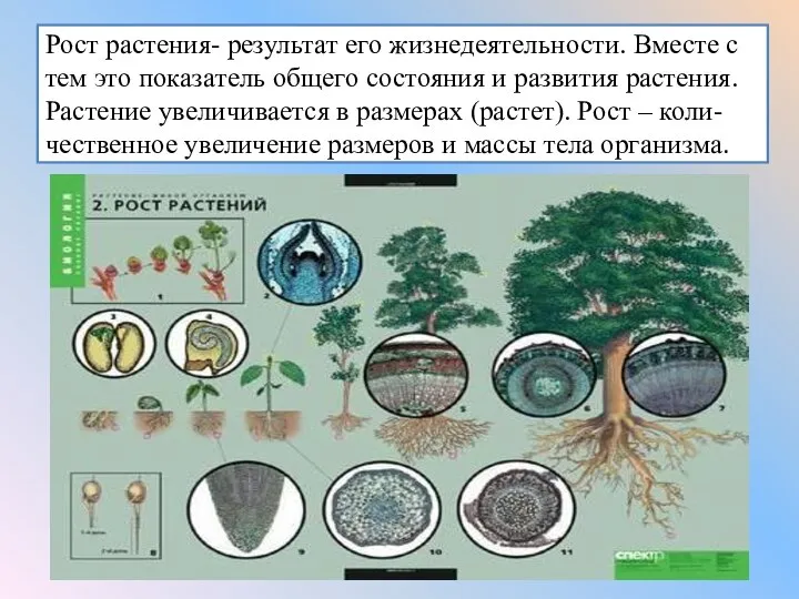 Рост растения- результат его жизнедеятельности. Вместе с тем это показатель общего