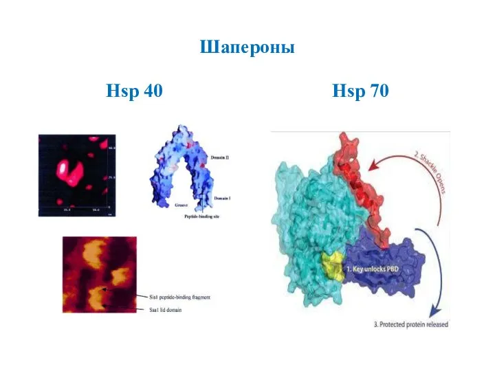 Шапероны Hsp 40 Hsp 70