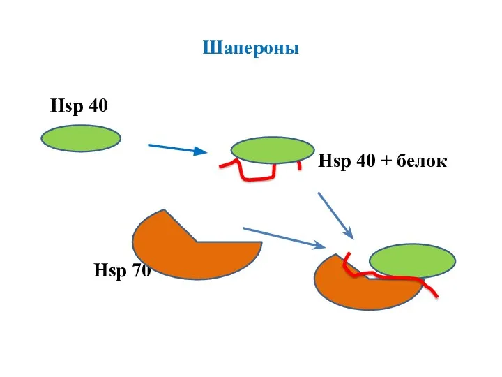 Шапероны Hsp 40 Hsp 40 + белок Hsp 70