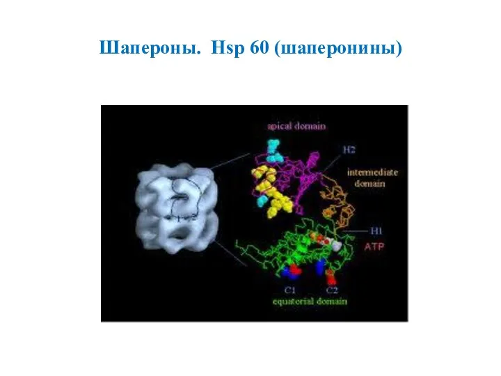 Шапероны. Hsp 60 (шаперонины)