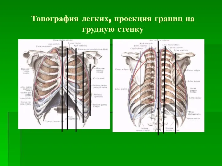 Топография легких, проекция границ на грудную стенку