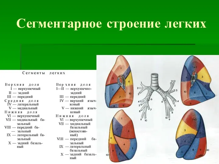 Сегментарное строение легких