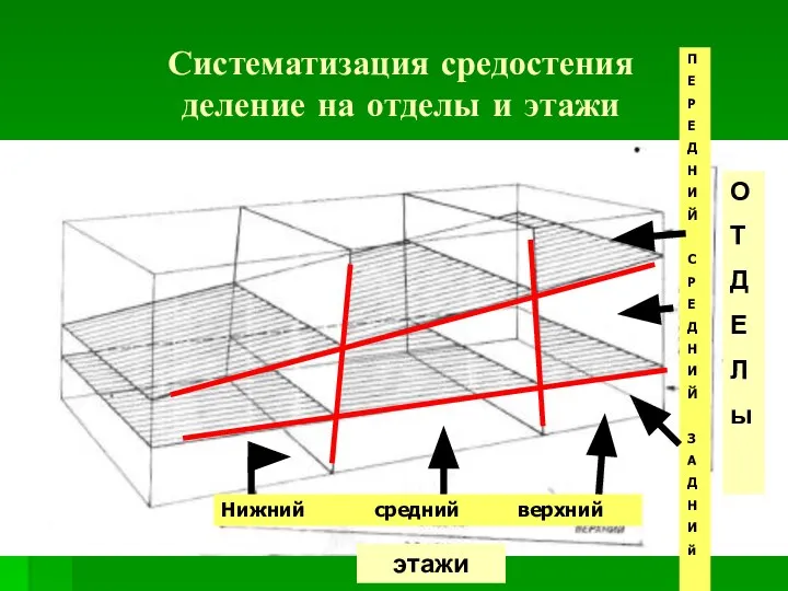 Систематизация средостения деление на отделы и этажи этажи О Т Д