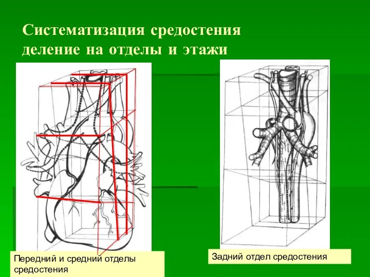 Систематизация средостения деление на отделы и этажи Передний и средний отделы средостения Задний отдел средостения