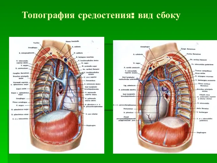 Топография средостения: вид сбоку